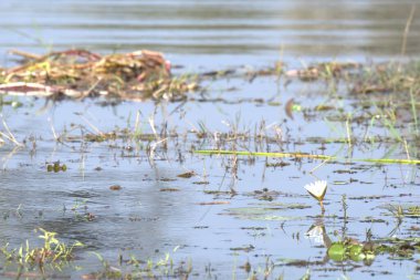 Su bir göle düşer.