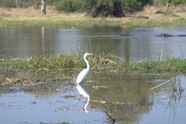 Büyük gri balıkçıl (Ardea cinerea) Florida Ulusal Parkı 'nın bataklıklarında.