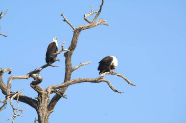 Afrika Kartalı Kruger Ulusal Parkı, Güney Afrika
