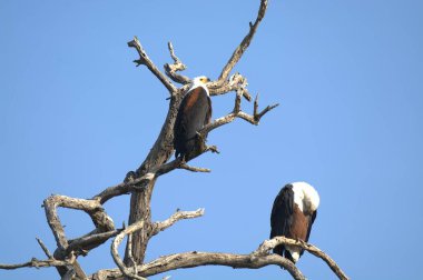 Kel kuş, kartal, vahşi kuş