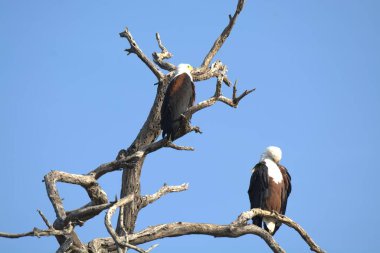 Doğadaki güzel papağanın manzarası