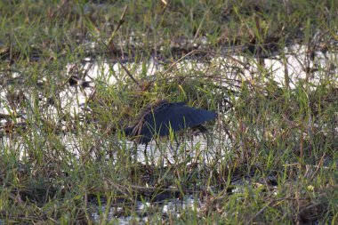 Bataklık bataklığının bataklığında yaygın bozkır tavuğu (dörtnala opus)