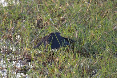 Güzel beyaz bir kuşun yakın çekimi.