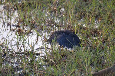 Yabani balıkçıl (balıkçıl).