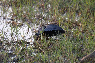 Siyah balıkçıl otların üzerinde