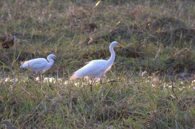 Çimlerde beyaz balıkçıl