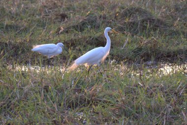 Bir ördek sürüsü yeşil çimlerin üzerinde