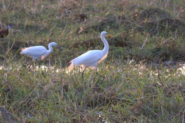 Çimlerde beyaz pelikan