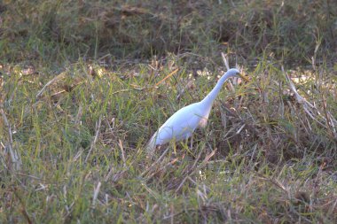Beyaz balıkçıl kuşu doğada