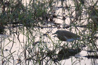 Ormandaki güzel kuş