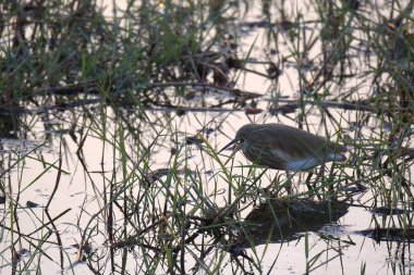 Küçük kuş yerde oturuyor.