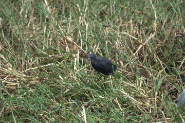 Çimenlerdeki siyah karga, yaklaş