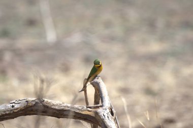 Doğadaki sarı kuş