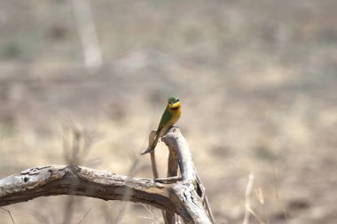 Sarı göğüslü kuş Güney Afrika 'daki Kruger Ulusal Parkı' nda