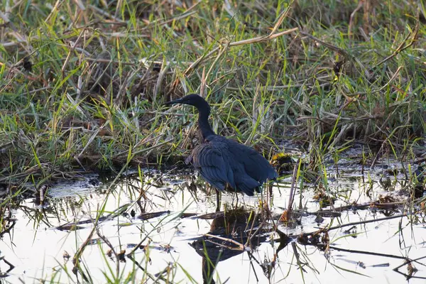 Büyük kara balıkçıl, Ardea kahramanları