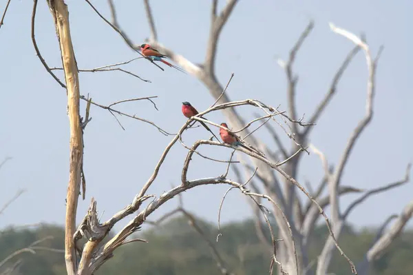Kırmızı - Güney Afrika 'daki Kruger Ulusal Parkı' nda faturalı Ibis.