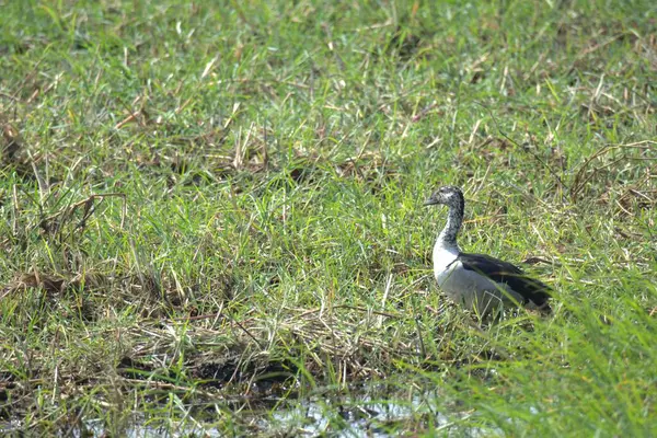 Otların arasında bir kuş