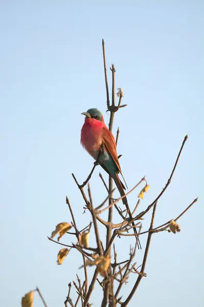 kırmızı - göğüs silindiri (roller rupius rurulus) Almanya 'nın kuzey saksonyasında bir ağaçta