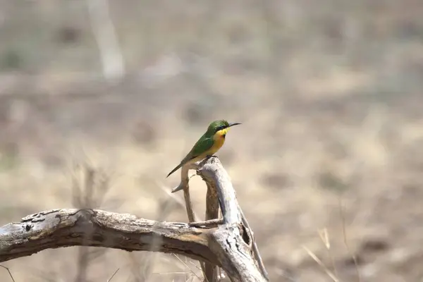 Sarı gagalı kuş ağaçta