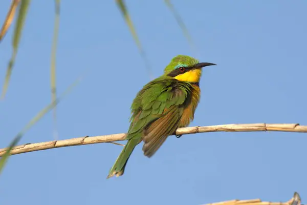 Sarı - kanatlı - yiyici (merops apius )