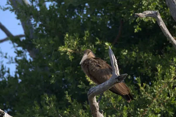 Ağaç dalında bir kuş