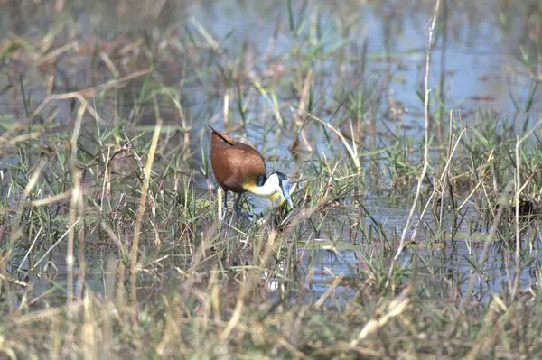 Sudaki küçük bir kuş.