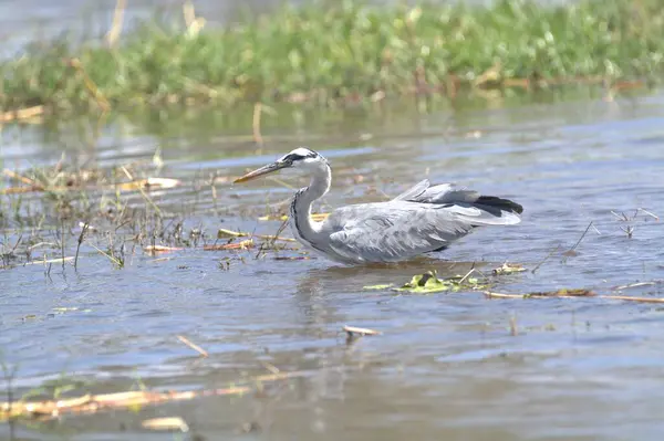 Balıkçıl gölde, doğa ve bitki örtüsünde