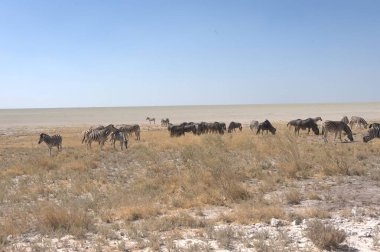 Savanadaki bir grup vahşi hayvan