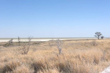 Parktaki gölün güzel manzarası