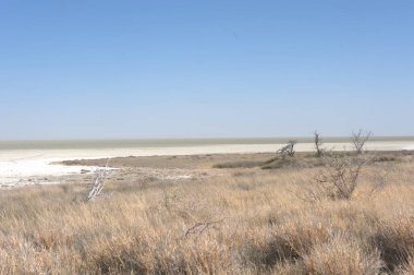 Çöldeki güzel göl manzarası