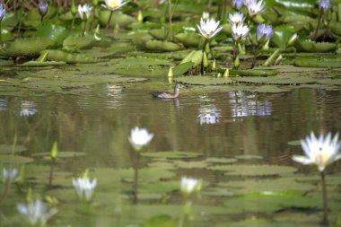 Gölette güzel beyaz nilüfer çiçeği