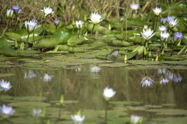 Su zambakları gölette