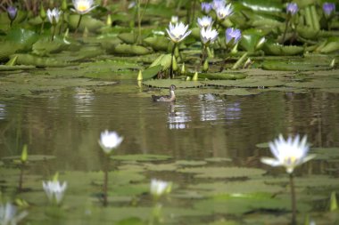 Göldeki güzel kuş.
