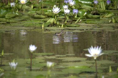Parktaki gölün güzel manzarası
