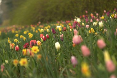 Bahçedeki renkli laleler