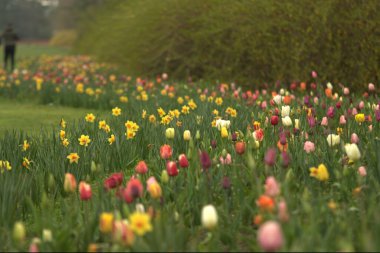 Hollanda 'daki bahar bahçesinde laleler