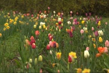 Bahçedeki güzel laleler