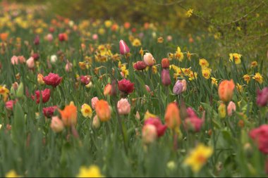Bahçedeki güzel laleler