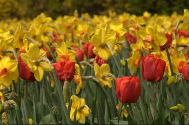 Bahçedeki sarı laleler