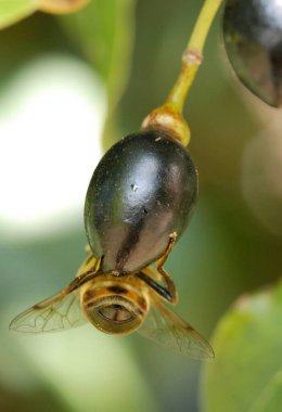 Yeşil bir yaprağa yaklaş