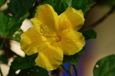 Hibiscus Bahçe