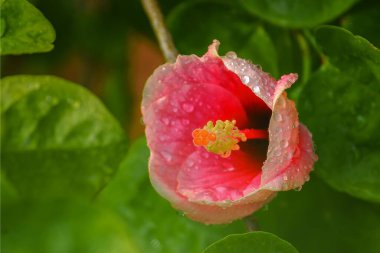 Güzel botanik fotoğrafı, doğal duvar kağıdı.
