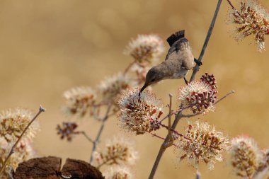 Bir ağacın dalındaki kuş.