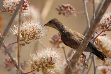 Ormanda bir ağacın dalında bir kuş oturuyor.