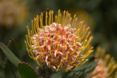 Güzel botanik fotoğrafı, doğal duvar kağıdı.