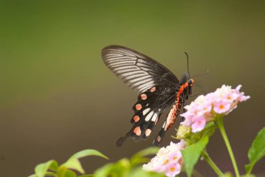 Çiçek üzerindeki bir kelebek.