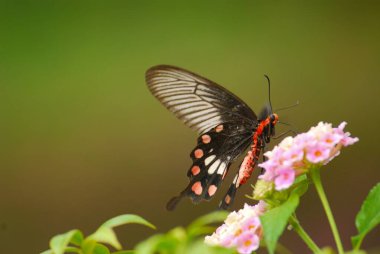 Çiçekteki güzel kelebek