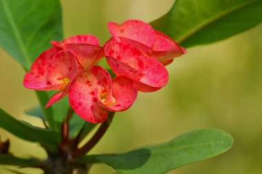 Bahçedeki güzel çiçeğe yakın.