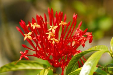 Kırmızının çiçeği. Parktaki doğanın sarı rengi. Şehir en renkli olanı.