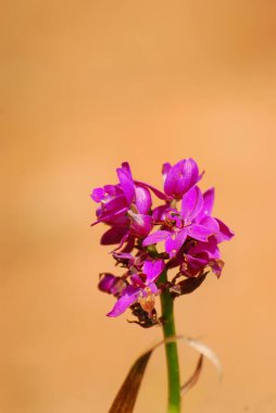 Bahçedeki güzel pembe çiçek